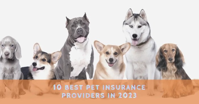Best pet insurance plans 2025